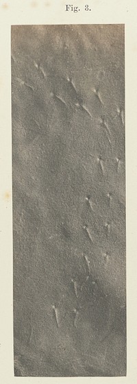 Plate 41. Figure 3