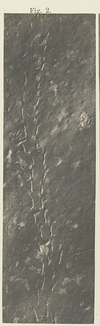 Plate 40. Figure 2