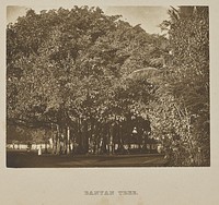 Banyan Tree by Henry W Cave