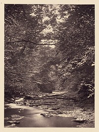 Forest stream by Arthur Brown