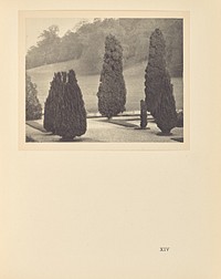 Yew Trees by Alvin Langdon Coburn