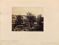 Jerusalem - View in the Garden of Gethsemane, Looking Towards the Walls of Jerusalem by Francis Bedford