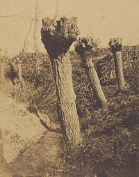 Landscape with Three Pruned Trees by Henri Victor Regnault and Louis Désiré Blanquart Evrard