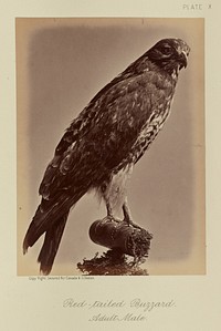 Red-tailed Buzzard, Adult Male by William Notman