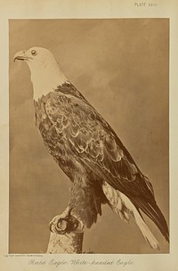 Bald Eagle; White-headed Eagle by William Notman