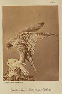 Duck Hawk; Peregrine Falcon by William Notman