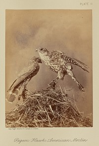 Pigeon Hawk; American Merlin by William Notman