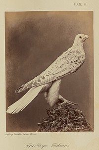 The Gyr Falcon by William Notman
