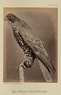 Gyr Falcon (Dark Variety) by William Notman