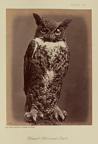 Great Horned Owl by William Notman