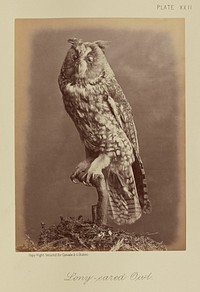 Long-eared Owl by William Notman