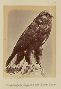Rough-legged Buzzard var Black Hawk by William Notman