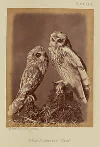 Short-eared Owl by William Notman