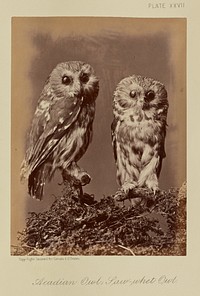 Acadian Owl; Saw-whet Owl by William Notman