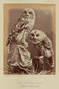 The Barred Owl, Male & Female by William Notman