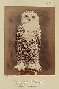 Snowy Owl, White Owl. Adult Female by William Notman