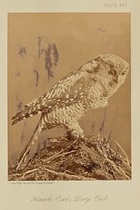 Hawk Owl; Day Owl by William Notman