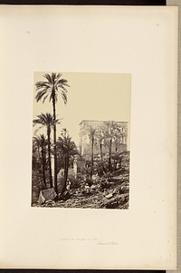 Group of Palms in the Island of Philae by Francis Frith