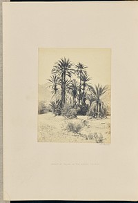 Group of Palms in the Wadee Feyran by Francis Frith