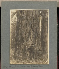Oregon Fir, 12 ft. in Diameter by J F Ford