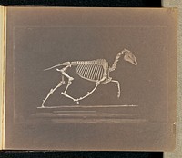 Trotting by Eadweard J Muybridge