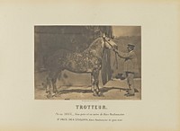Trotteur by Adrien Alban Tournachon