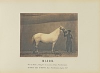 Bijou by Adrien Alban Tournachon