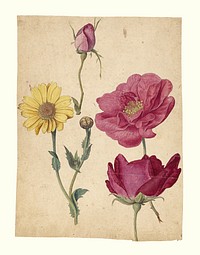 A Sheet of Studies with French Roses and an Oxeye Daisy by Jacques Le Moyne de Morgues