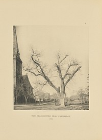 The Washington Elm, Cambridge by Henry Brooks