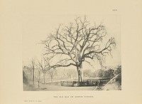 The Old Elm on Boston Common by Henry Brooks