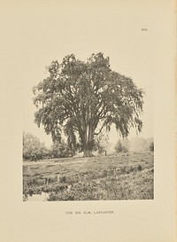 The Big Elm, Lancaster by Henry Brooks