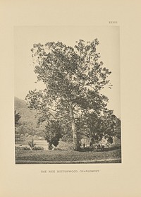 The Rice Buttonwood, Charlemont by Henry Brooks