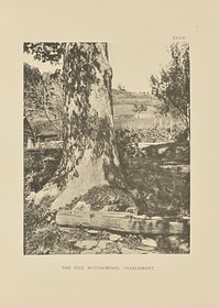 The Rice Buttonwood, Charlemont by Henry Brooks