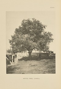 Nettle Tree, Lowell by Henry Brooks