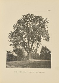 The Brooks Black Walnut, West Medford by Henry Brooks