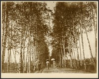 Birch-Lined Avenue, Russia by Alphonse Maria Mucha