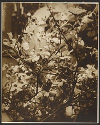 Dogwood in Bloom by Alphonse Maria Mucha