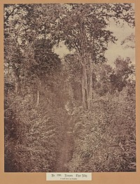 No. 120. Rangoon. Tiger Alley by Capt Linnaeus Tripe