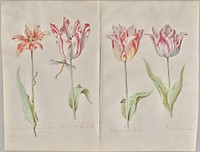 Four Tulips by Jacob Marrel