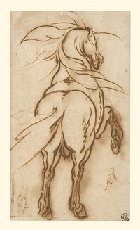 Study of a Rearing Horse by Jacques Callot