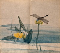 A dragonfly on a lotus flower (Nelumbo species) held above the water. Watercolour.