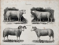 A ram and ewe of the Cheviot and Dorset breeds of sheep. Etching, ca 1822.