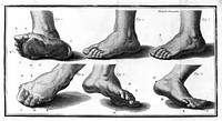Chiropodologia, or, A scientific enquiry into the causes of corns, warts, onions, and other painful or offensive cutaneous excrescences : with a detail of the most successful methods of removing all deformities of the nails; and of preserving, or restoring, to the feet and hands their natural soundness and beauty. The whole ... systematically confirmed by the practice and experience of D. Low, chiropodist.