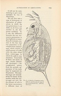 A female of Daphnia pulex with eggs, fig.3 in 'Alternation of Generations', p.175 The Germ-Plasm: A Theory of Heredity by August Weismann, London, Walter Scott, 1893
