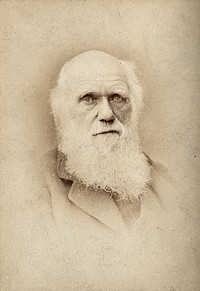 Charles Robert Darwin. Photograph by Barraud.