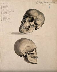 A skull: two figures. Watercolour by A. Mongrédien, ca. 1880.
