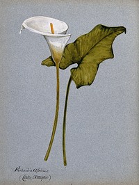 Arum lily (Zantedeschia aethiopica): inflorescence and leaf. Watercolour.