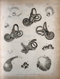 The human ear: thirteen figures showing the anatomy of the inner ear. Engraving by T. Milton, 1808.