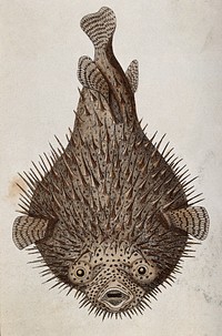 A fish with spikes. Coloured etching.
