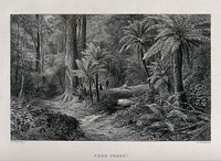 Tree-ferns in an Australian forest with two hunters in the distance. Engraving by E. Brandard, c. 1873, after N. Chevalier.